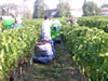 vignes bordeaux