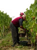 vignes vendanges