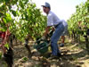 agricole