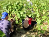 vendanges