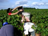 travail agricole
