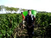 culture du vin