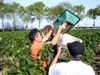 Lalande de Pomerol